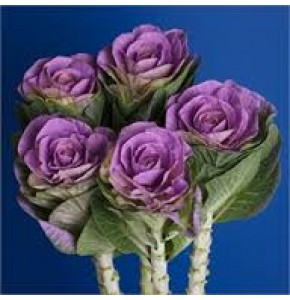 ΜΠΡΑΣΙΚΑ  ΔΙΧΡΩΜΗ   BRASSICA  RED-CRANE